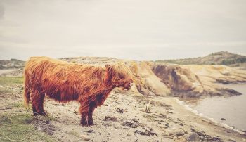 brown-sheep-on-the-beach